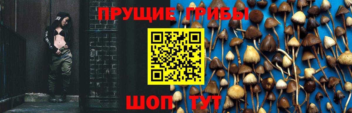 Галлюциногенные грибы Psilocybine cubensis Гусев